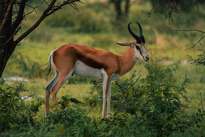 impala-im-grünen-in-namibia