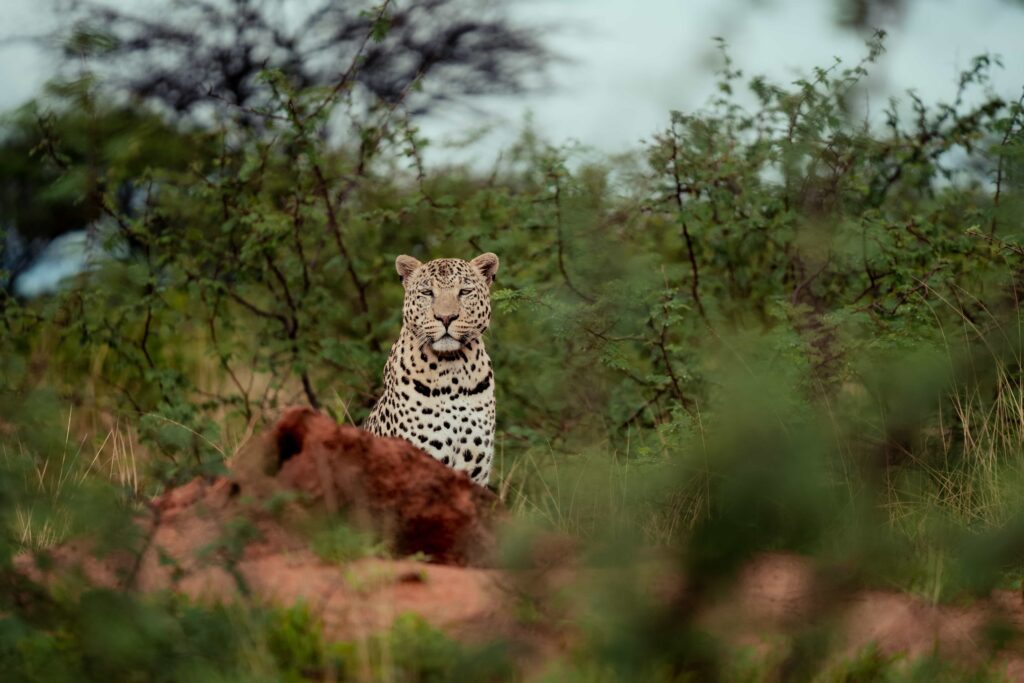 leopard-sitze-hinter-einem-felsen-und-schaut-in-die-kamera