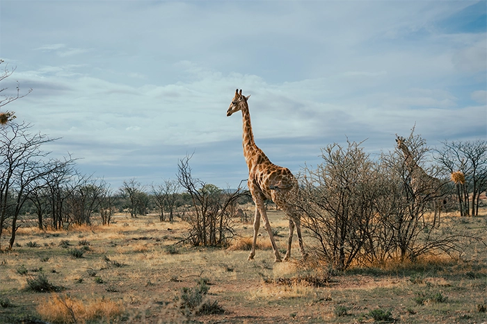 giraffe-spaziert-durch-die-steppe-in-namibia