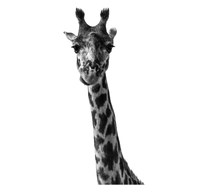 giraffenkopf