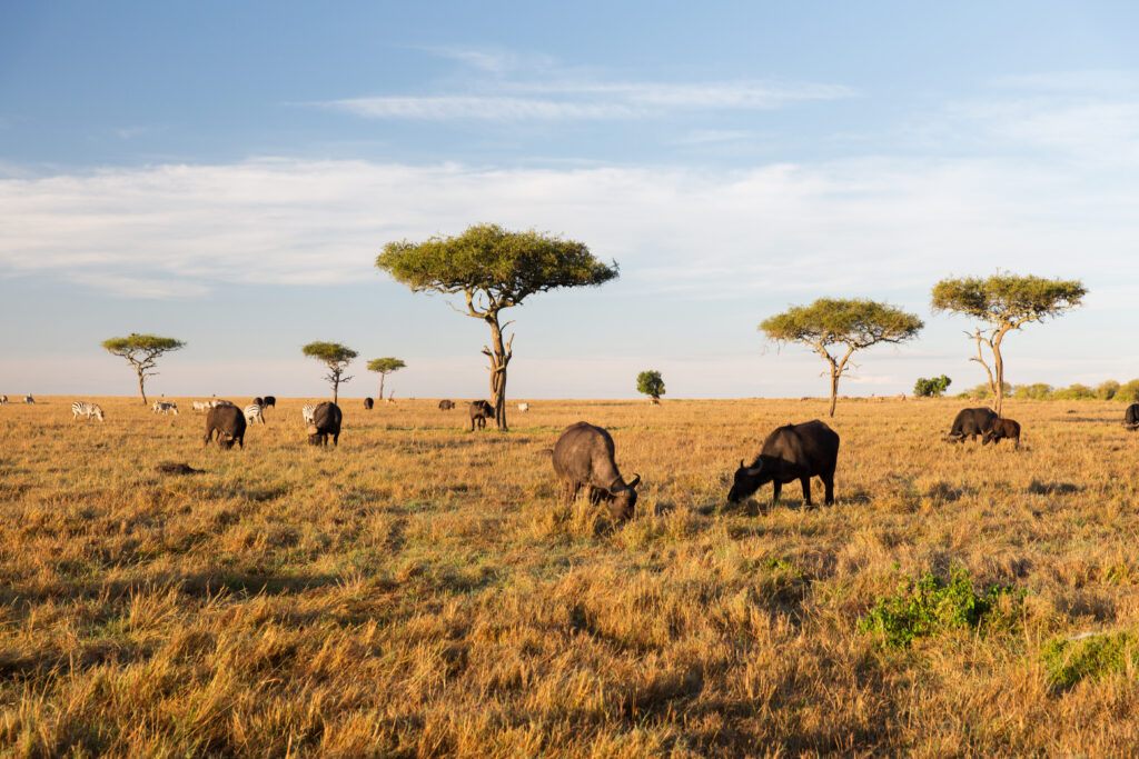 büffel grasen in der savanne der masai mara